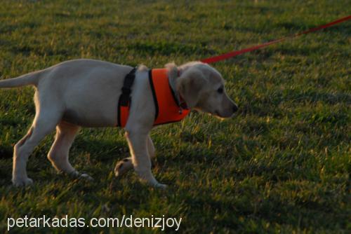 joy Dişi Golden Retriever