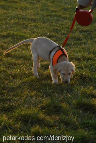 joy Dişi Golden Retriever