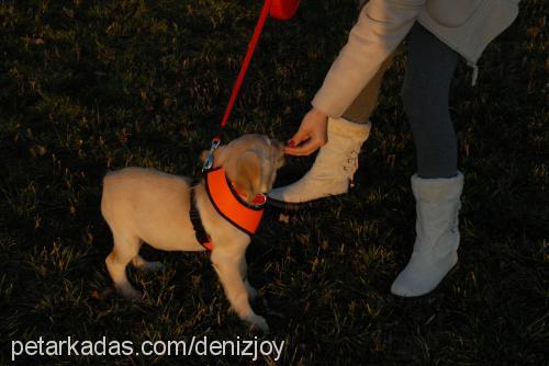 joy Dişi Golden Retriever