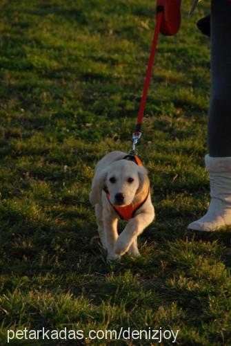 joy Dişi Golden Retriever