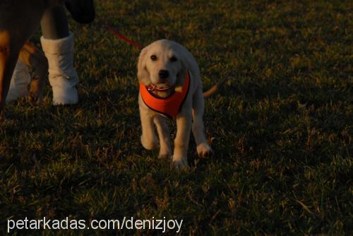 joy Dişi Golden Retriever