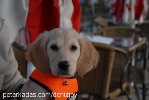 joy Dişi Golden Retriever