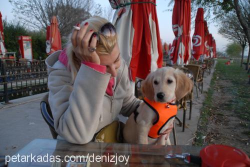 joy Dişi Golden Retriever