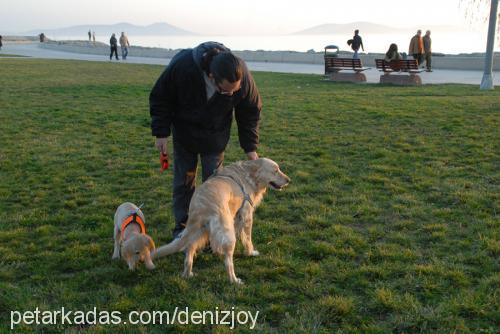 joy Dişi Golden Retriever