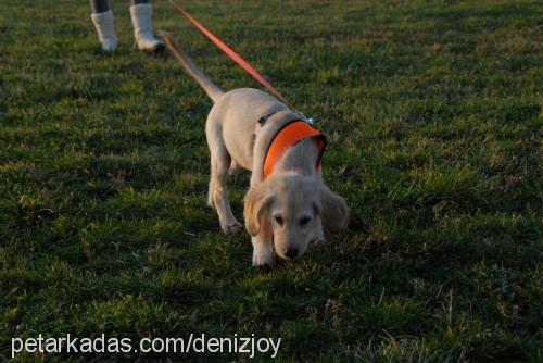 joy Dişi Golden Retriever