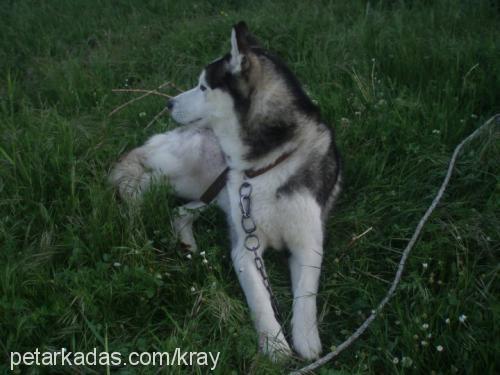 cerezip Erkek Sibirya Kurdu (Husky)