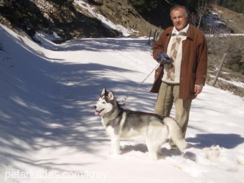 cerezip Erkek Sibirya Kurdu (Husky)