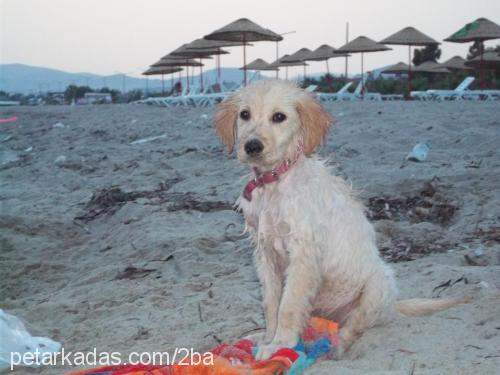 lusi Dişi Golden Retriever