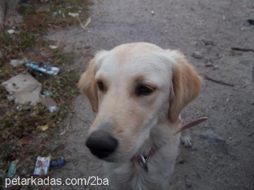 lusi Dişi Golden Retriever