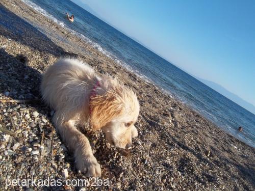 lusi Dişi Golden Retriever