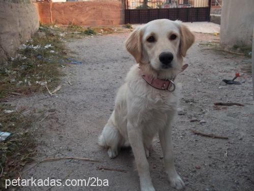 lusi Dişi Golden Retriever