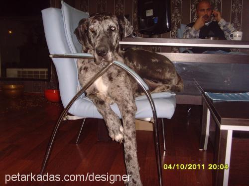 maya Dişi Great Dane (Danua)