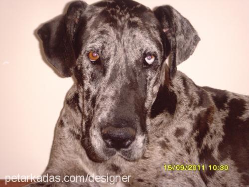 maya Dişi Great Dane (Danua)