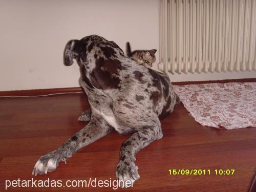 maya Dişi Great Dane (Danua)