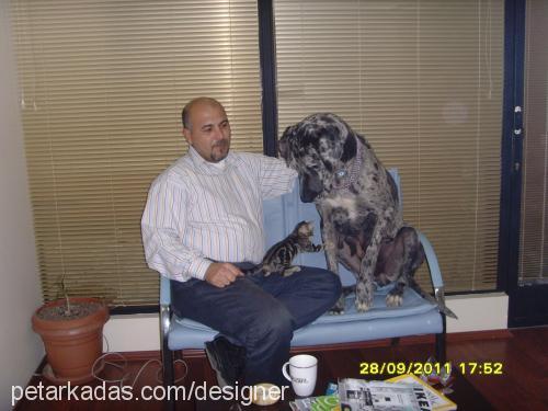 maya Dişi Great Dane (Danua)