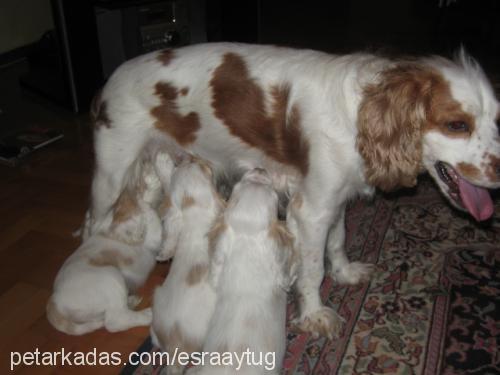 çakıl Erkek Amerikan Cocker Spaniel