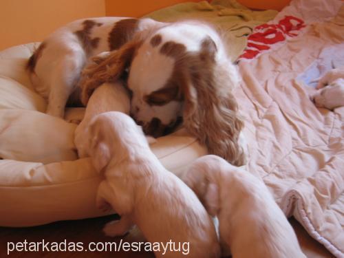 çakıl Erkek Amerikan Cocker Spaniel