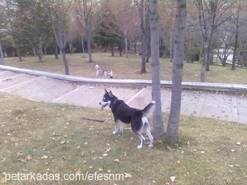 efe Erkek Sibirya Kurdu (Husky)