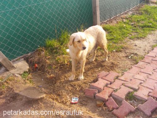 hera Dişi Golden Retriever