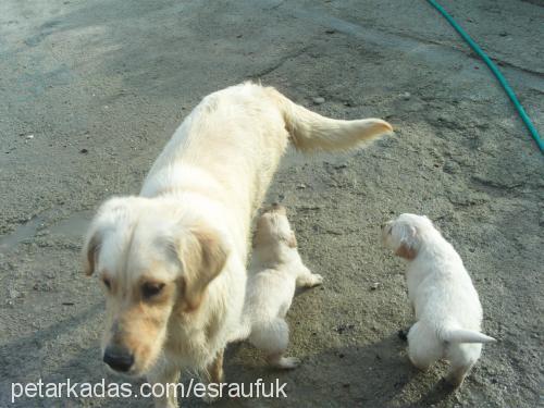 hera Dişi Golden Retriever