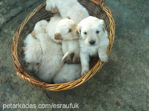 hera Dişi Golden Retriever