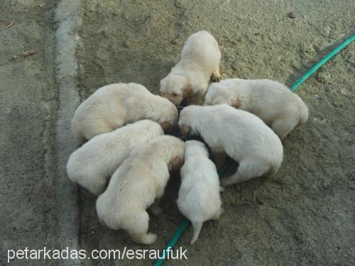 hera Dişi Golden Retriever