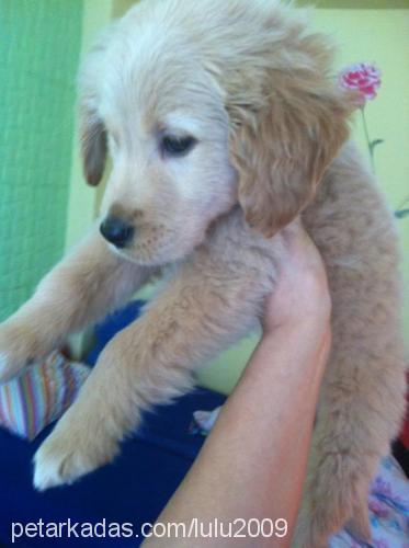 kuzey Erkek Golden Retriever