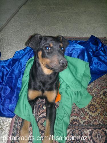 daisy Dişi Doberman Pinscher