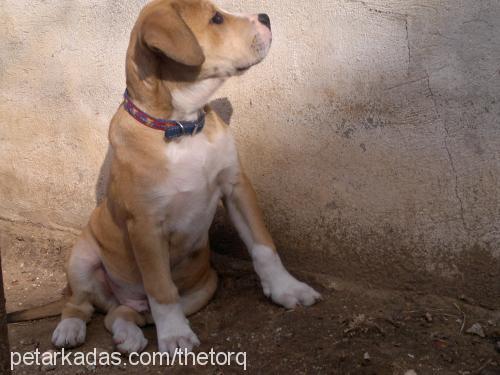 tako Erkek Amerikan Pitbull Terrier