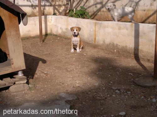 tako Erkek Amerikan Pitbull Terrier