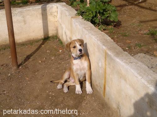 tako Erkek Amerikan Pitbull Terrier