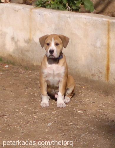 tako Erkek Amerikan Pitbull Terrier