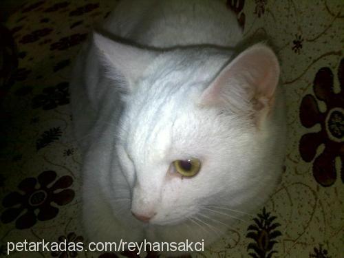 naz Dişi Ankara Kedisi (Angora)