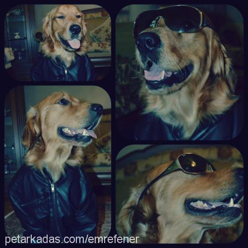 vincent Erkek Golden Retriever