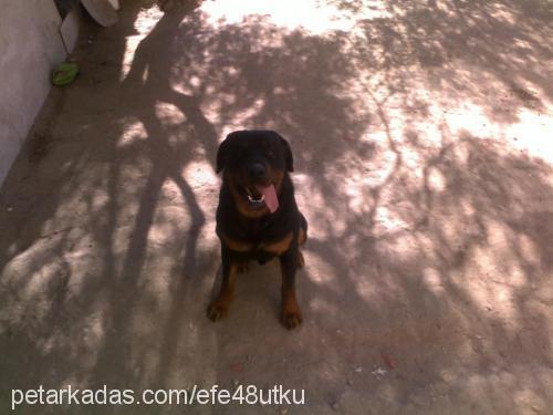 efe Erkek Rottweiler