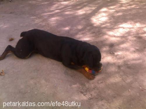 efe Erkek Rottweiler