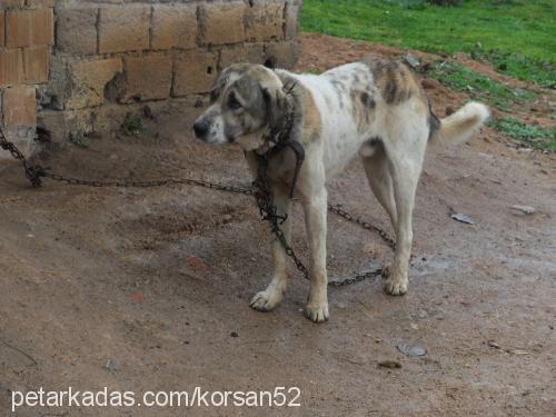 korsan Erkek Kangal