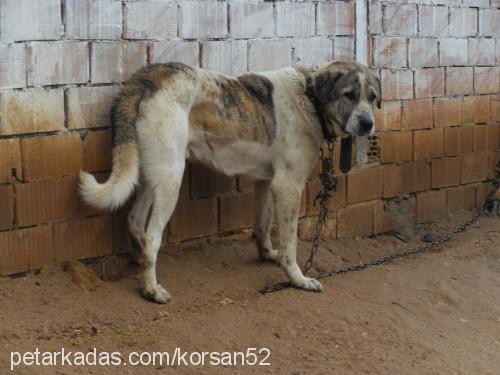 korsan Erkek Kangal