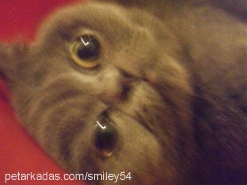 smiley Dişi British Shorthair