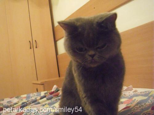 smiley Dişi British Shorthair