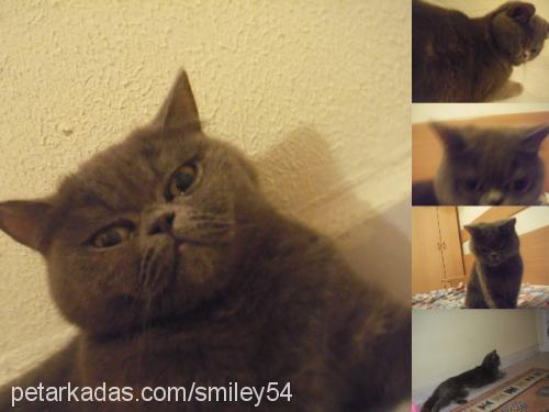 smiley Dişi British Shorthair