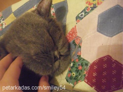 smiley Dişi British Shorthair