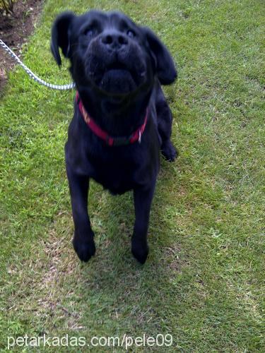 pele Erkek Labrador Retriever