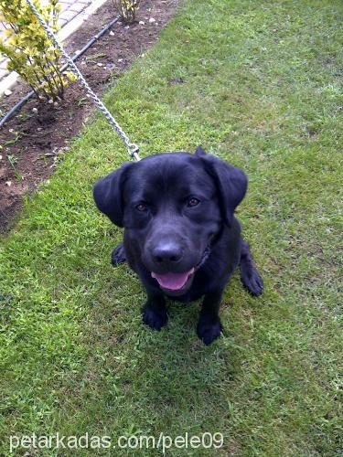 pele Erkek Labrador Retriever