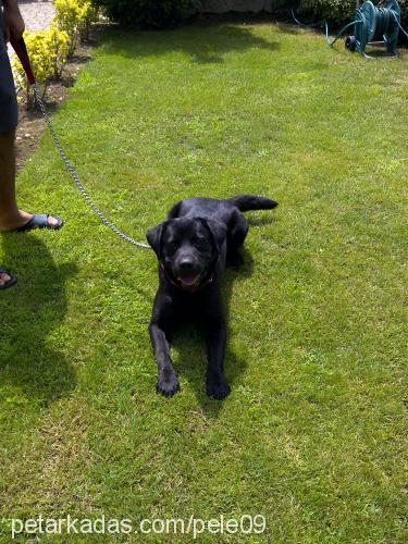 pele Erkek Labrador Retriever