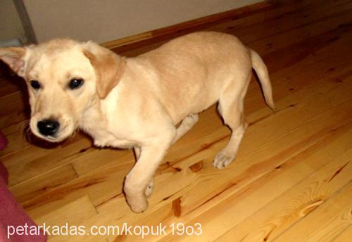 köpük Dişi Labrador Retriever