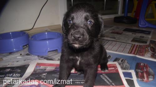 izmat Erkek Labrador Retriever