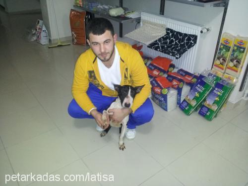 latisa Dişi Bull Terrier