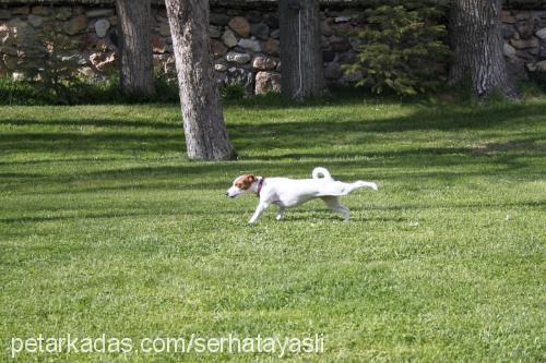 ponçik Dişi Jack Russell Terrier