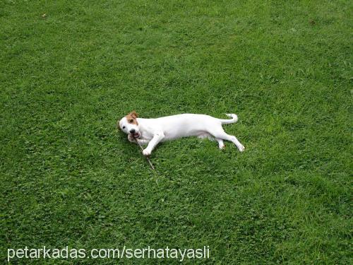 ponçik Dişi Jack Russell Terrier